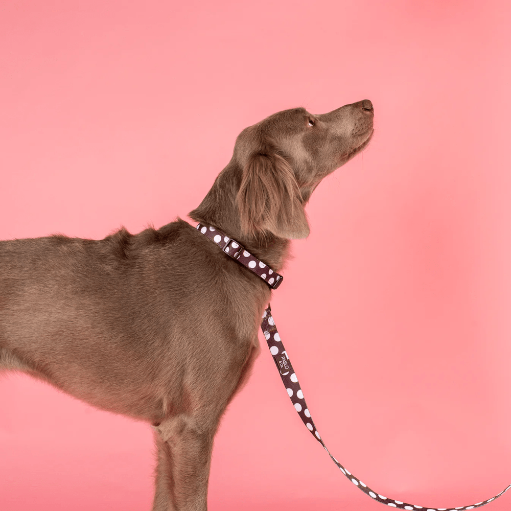 Pablo & Co Polka Dots Dog Collar - Collars from Pablo & Co at DoggyTopia
