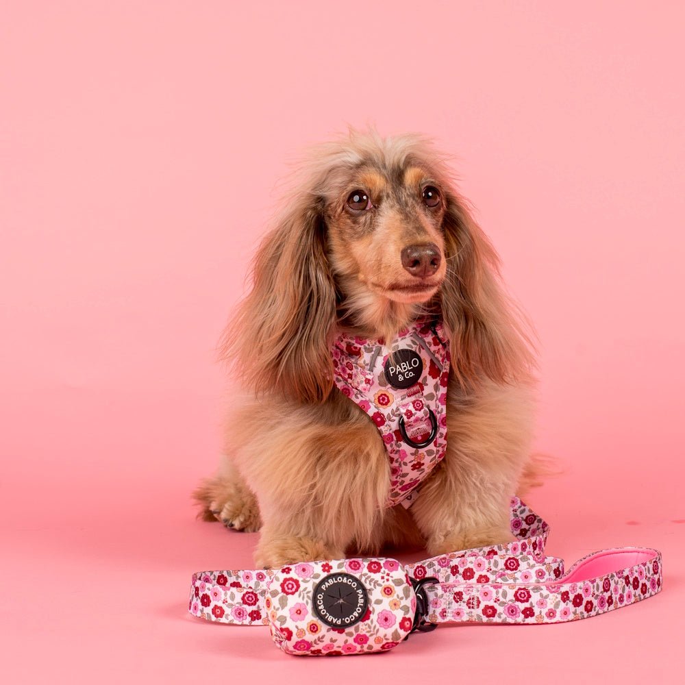 Pablo & Co Primrose No Pull Adventure Harness - No Pull Harnesses from Pablo & Co at DoggyTopia