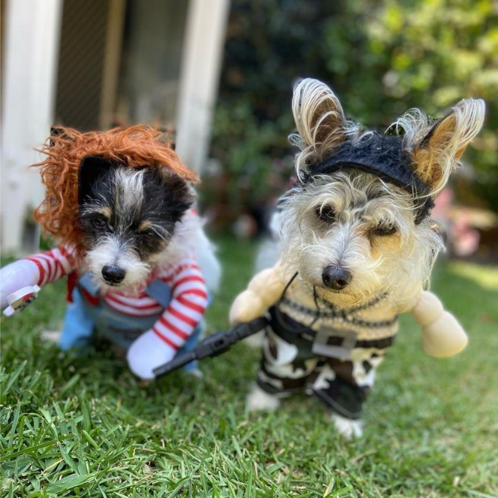 Rambo Dog Costume - Costumes from Sale at DoggyTopia