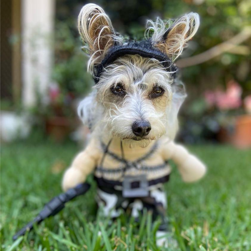 Rambo Dog Costume - Costumes from Sale at DoggyTopia