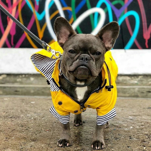 DoggyTopia