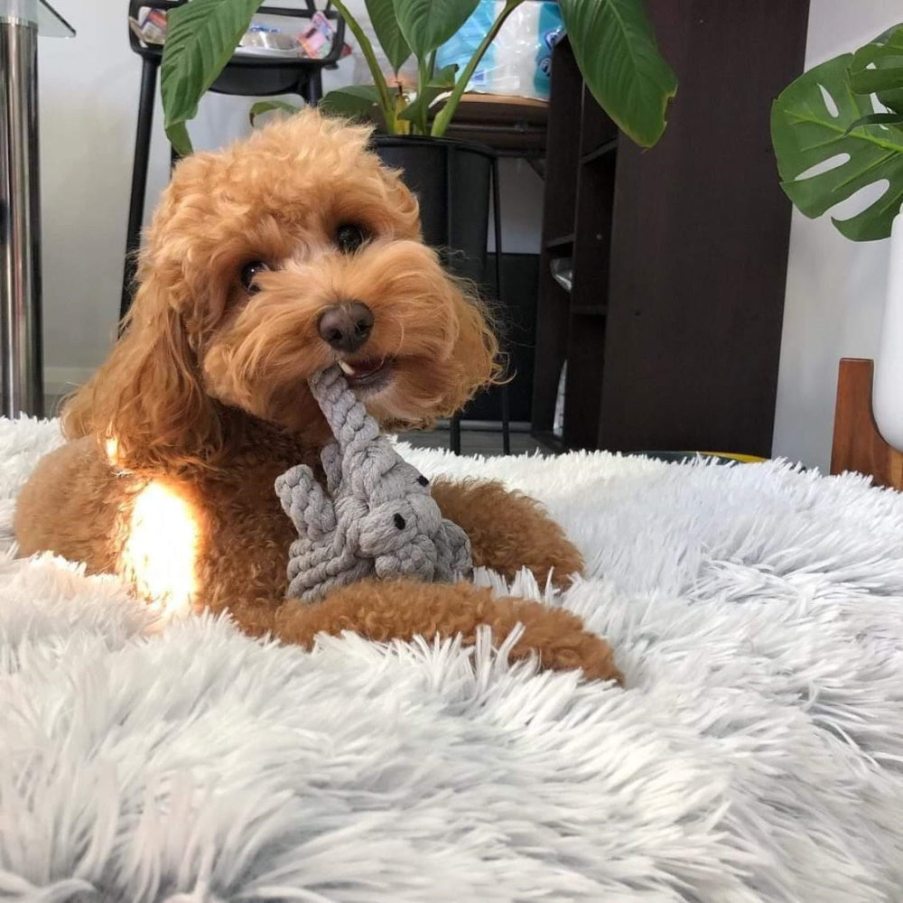DoggyTopia
