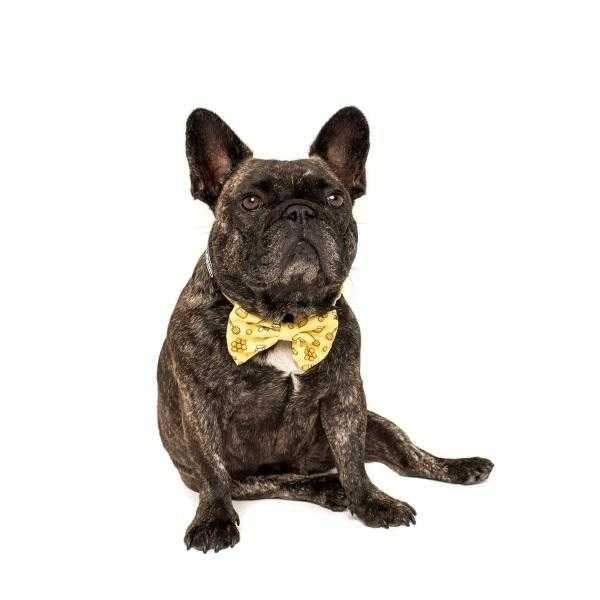 Big & Little Dogs Bee - Hiving Collar & Bow Tie - Collar & Bow Ties from Big & Little Dogs at DoggyTopia