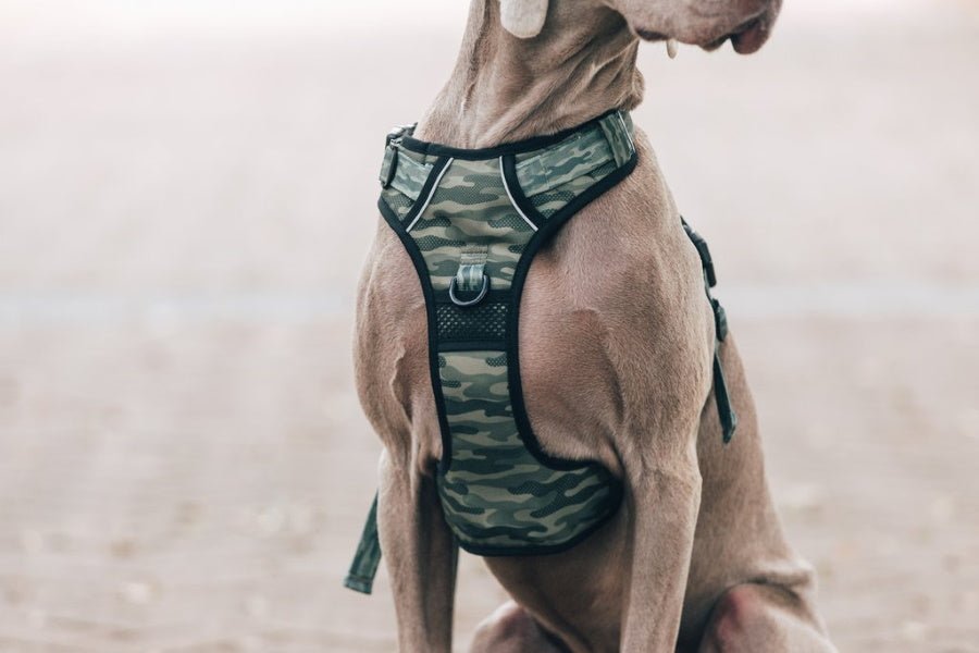 Big & Little Dogs Camouflaged All Rounder Harness - All Rounder Harnesses from Big & Little Dogs at DoggyTopia