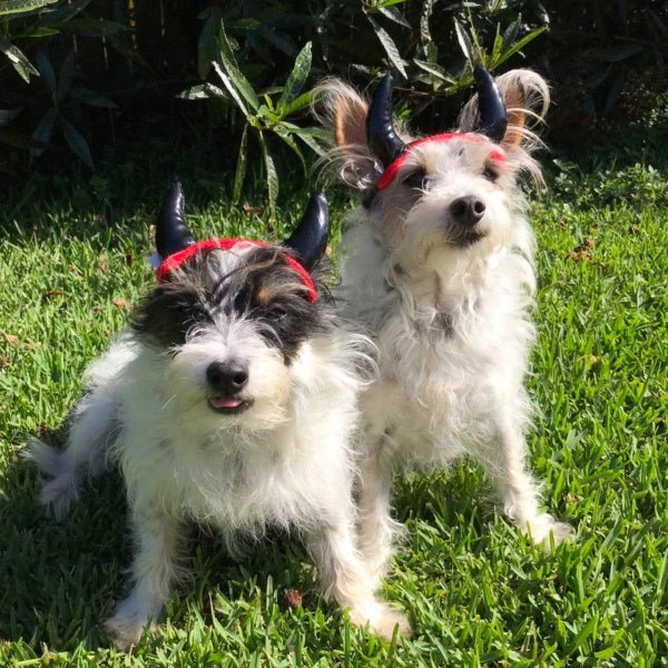 Devil Horns Dog Headpiece - Costumes from Halloween at DoggyTopia