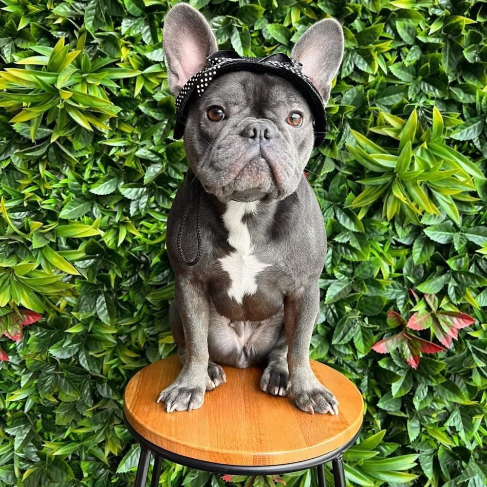 Full Brim Dog Sun Hat Black - Dog Sun Hat from . at DoggyTopia